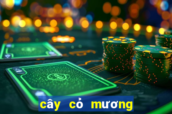 cây cỏ mương chữa dạ dày