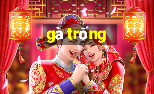 gà trống