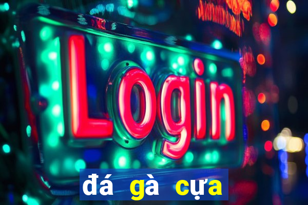 đá gà cựa sắt casino