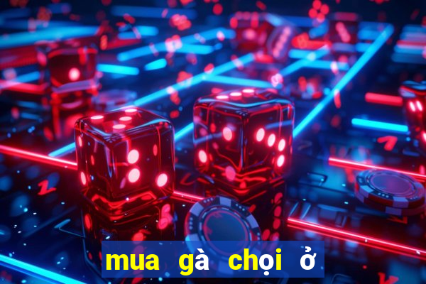 mua gà chọi ở hà nội