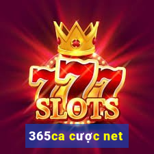 365ca cược net