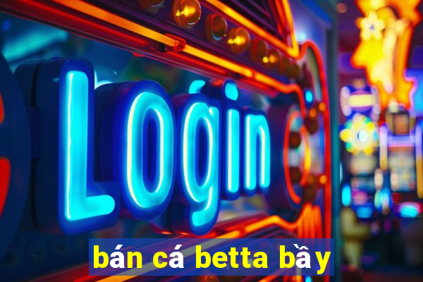 bán cá betta bầy