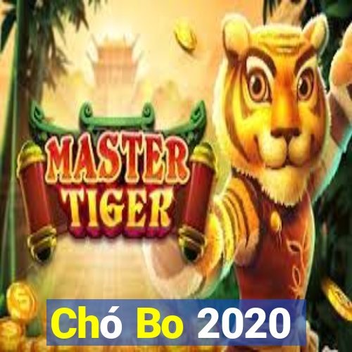 Chó Bo 2020