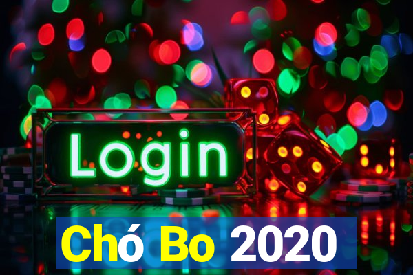 Chó Bo 2020