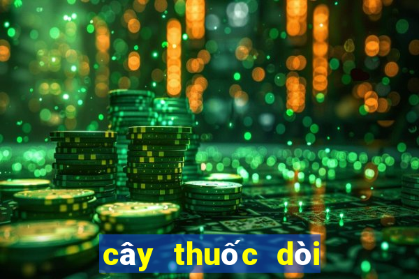 cây thuốc dòi trị hp