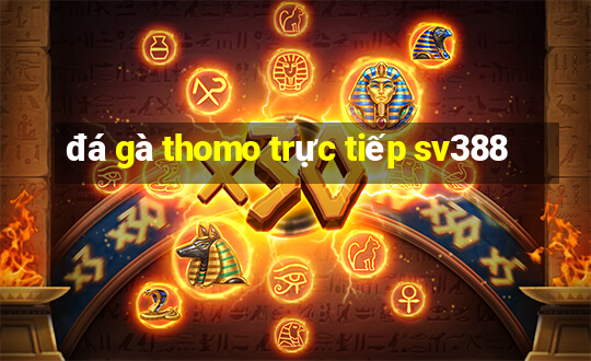 đá gà thomo trực tiếp sv388