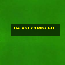 ca boi trong ho