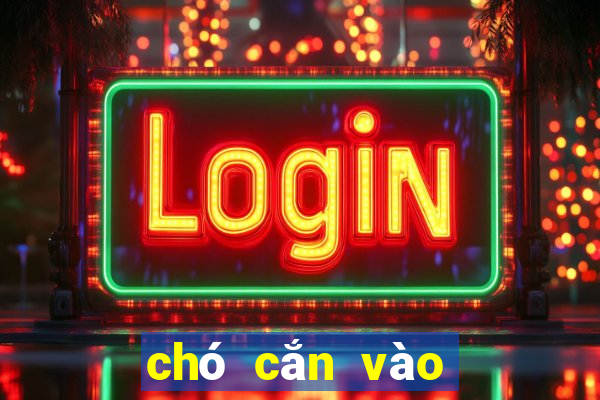 chó cắn vào chân đánh con gì