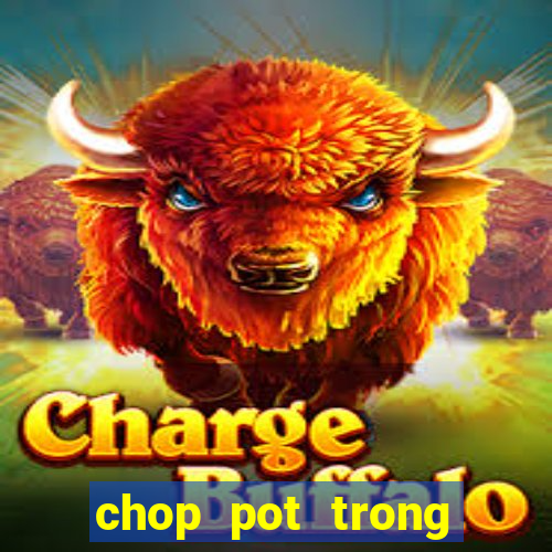 chop pot trong poker là gì