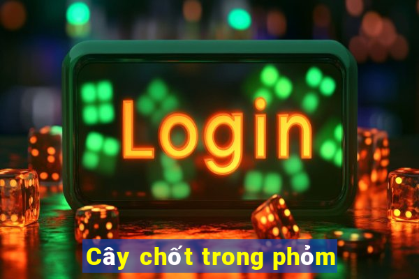 Cây chốt trong phỏm