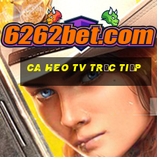 ca heo tv trực tiếp