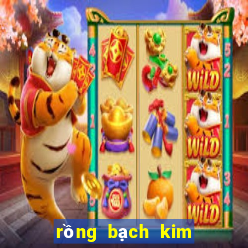 rong bach kim 666 hom nay