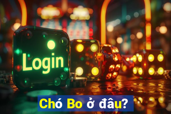 Chó Bo ở đâu?