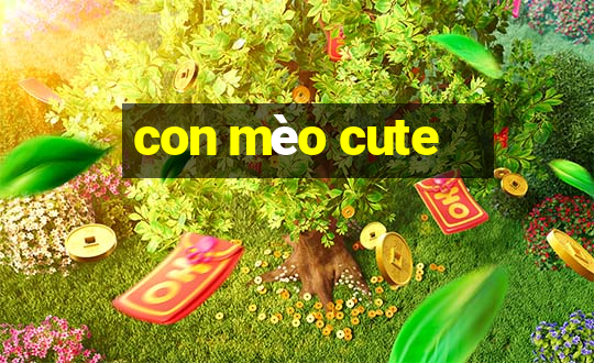 con mèo cute