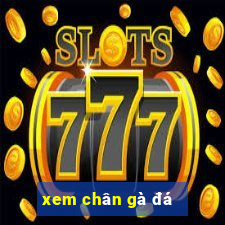 xem chân gà đá