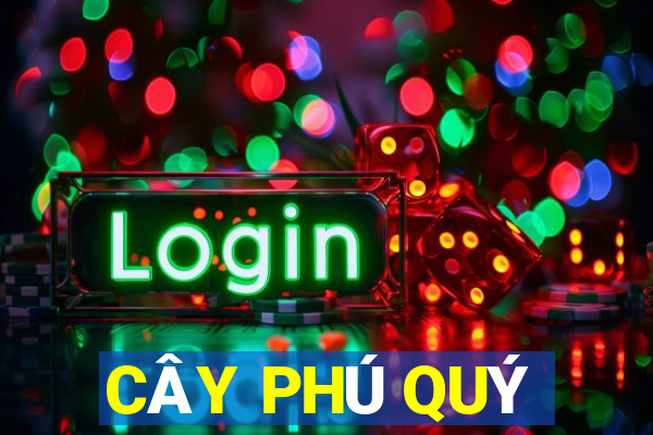 CÂY PHÚ QUÝ