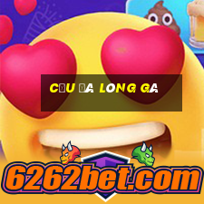 cầu đá lông gà