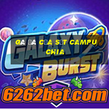 gà đá cựa sắt campuchia