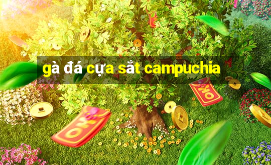 gà đá cựa sắt campuchia