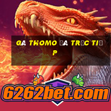 gà thomo đá trực tiếp