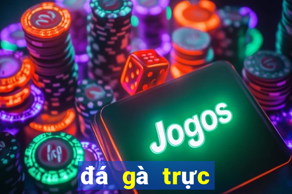 đá gà trực tiếp thomo hôm qua