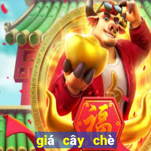 giá cây chè xanh cổ thụ