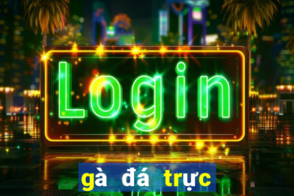 gà đá trực tiếp casino