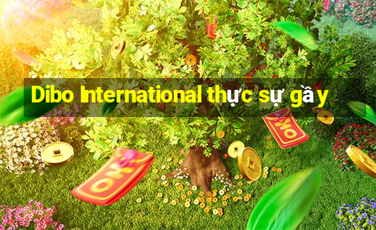 Dibo International thực sự gầy