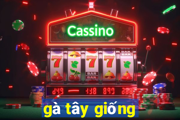 gà tây giống