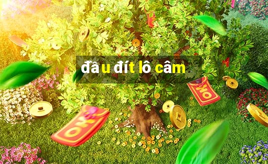 đầu đít lô câm