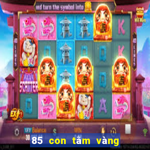 85 con tằm vàng để bắt cá