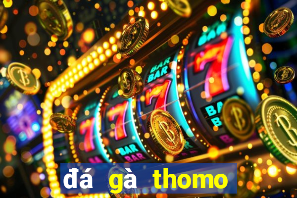 đá gà thomo đá cựa dao