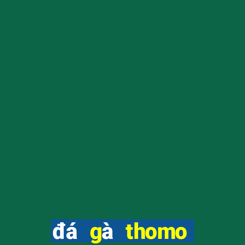 đá gà thomo đá cựa dao