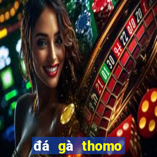 đá gà thomo đá cựa dao