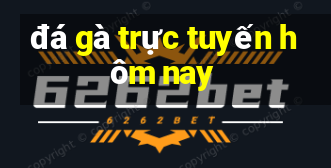 đá gà trực tuyến hôm nay