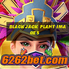 blackjack plant images