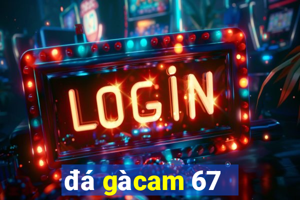 đá gà cam 67