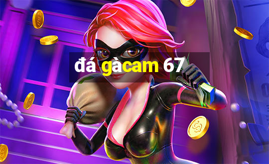 đá gà cam 67