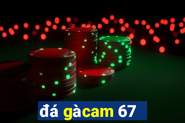 đá gà cam 67