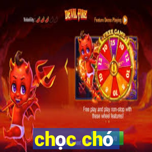 chọc chó