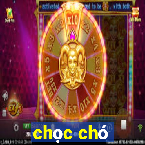 chọc chó