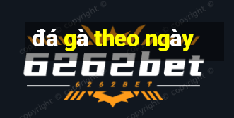 đá gà theo ngày