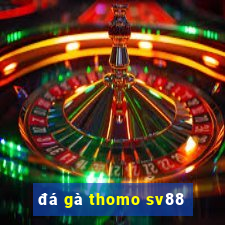 đá gà thomo sv88