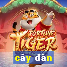 cây đàn