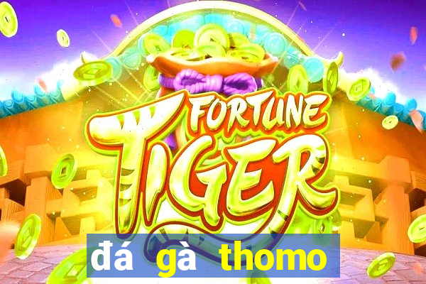 đá gà thomo trực tiếp hôm