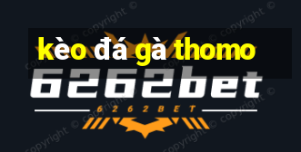 kèo đá gà thomo