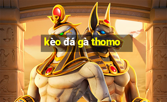 kèo đá gà thomo