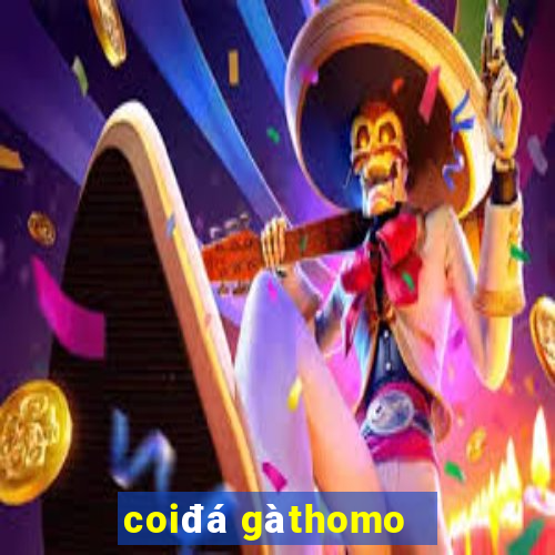 coi đá gà thomo