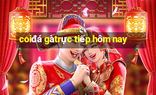 coi đá gà trực tiếp hôm nay