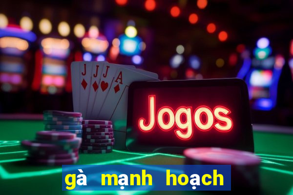 gà mạnh hoạch gần nhất